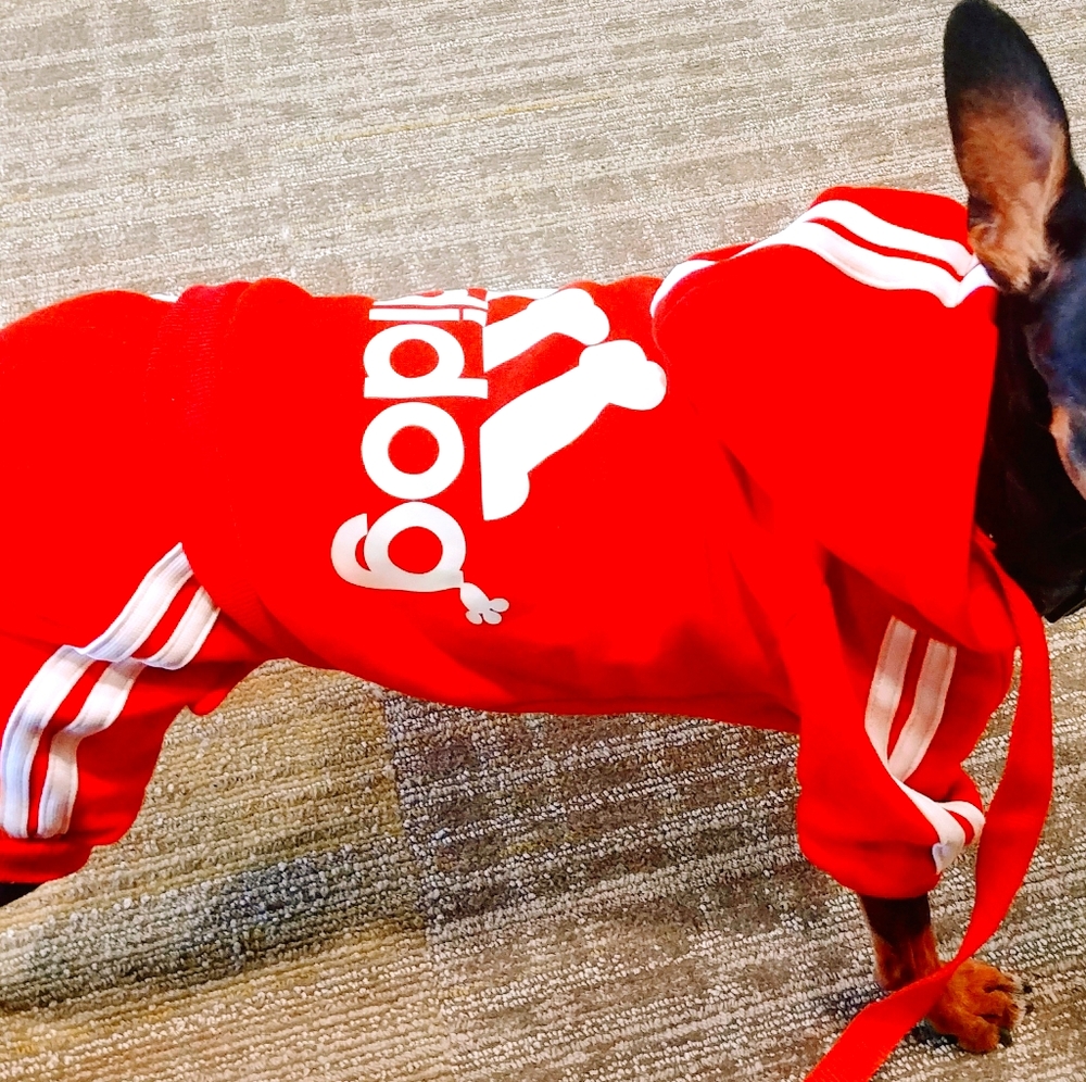 Dog jumpsuit